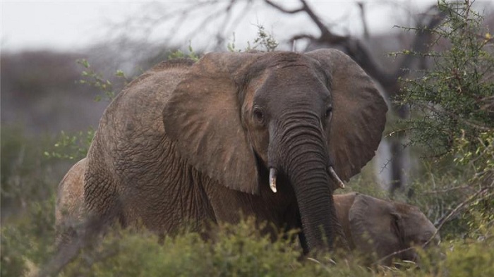 Africa`s elephants rapidly declining: study